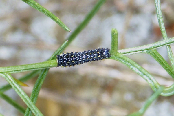 3 Papilio hospiton